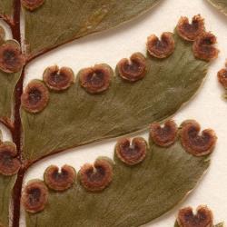 Adiantum fulvum. Close up of WELT P020557/B, Puketi Forest, showing antrorse hairs on pinna costae, and glabrous abaxial lamina surfaces.
 Image: B. Hatton © Te Papa CC BY-NC 3.0 NZ